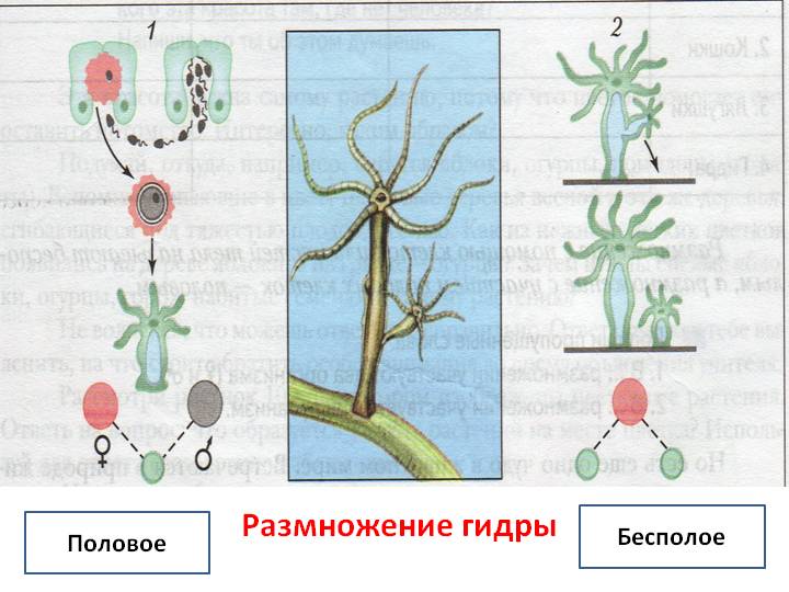 Кракен что продается